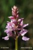 Early-purple Orchid