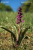 Early-purple Orchid