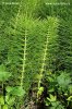 Equisetum mayor