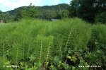 Equisetum telmateia