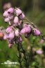 Erica a quattro angoli