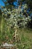 Eryngium campestre