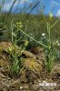 Erysimum étalé - Vélar étalé