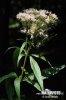 Eupatorium cannabinum