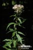 Eupatorium cannabinum