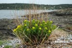 Euphorbia palustris