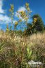 European Goldenrod