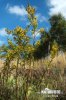 European Goldenrod