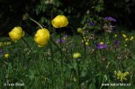 Europese trollius