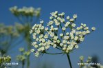 Falcaria vulgaris