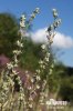 Field Cudweed