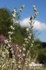 Field Cudweed