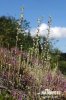 Field Cudweed