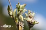 Field Cudweed