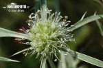 Field Eryngo