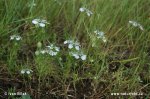 Field Nigella