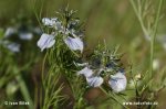 Field Nigella