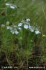 Field Nigella