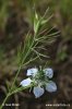 Field Nigella