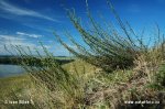 Field Wormwood