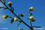 Field Wormwood