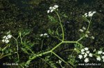 Fine-leaved Water Dropwort