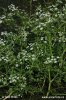 Fine-leaved Water Dropwort