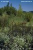 Fine-leaved Water Dropwort