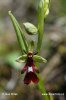 Fly Orchid