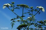 Fool's Parsley