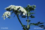 Fool's Parsley