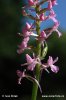 Fragrant orchid