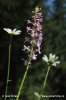 Fragrant orchid