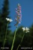 Fragrant orchid