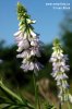 Galega officinalis