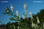 Galega officinalis