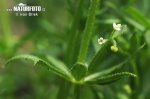 Galium tricornutum