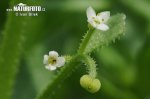 Galium tricornutum