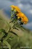 German Inula