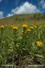 German Inula