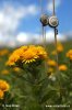 German Inula