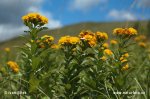 German Inula