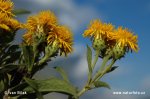 German Inula