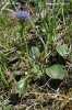 Globularia mayor