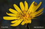 Goat's-beard