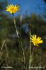 Goat's-beard