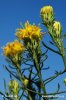 Gold-Aster - Goldhaaraster