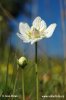 Grass of Parnassus