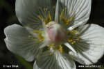 Grass of Parnassus