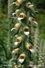 Grecian Foxglove